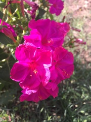 Mirabilis jalapa
