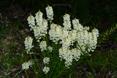 Stackhousia