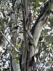 Philemon corniculatus