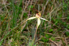 Caladenia orientalis