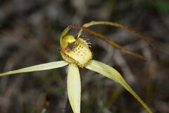 Caladenia orientalis