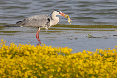 Ardea cinerea cinerea