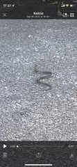 Rhabdophis tigrinus tigrinus