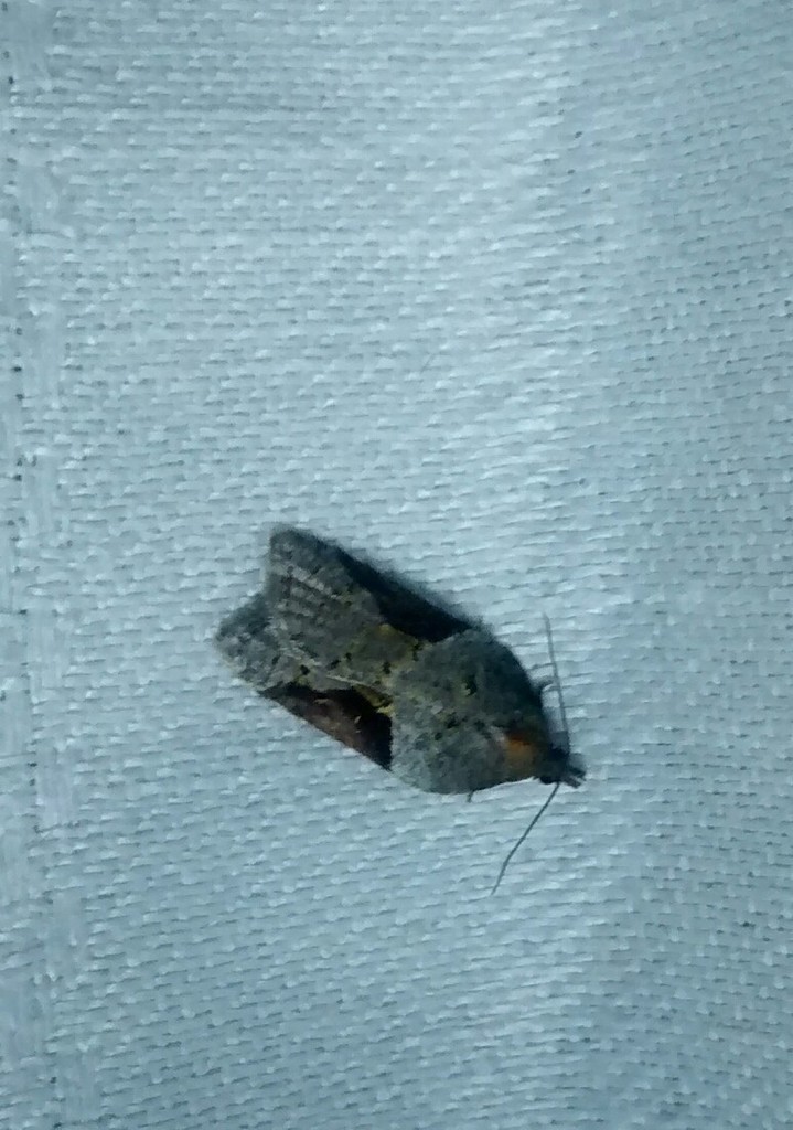 MacDunnough's Acleris
