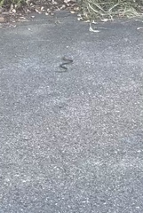 Rhabdophis tigrinus tigrinus