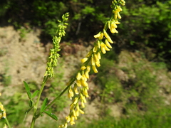 Melilotus altissimus