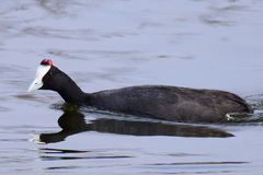 Fulica cristata