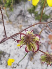 Osteospermum dentatum