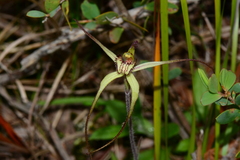 Caladenia orientalis
