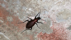 Carabus smaragdinus