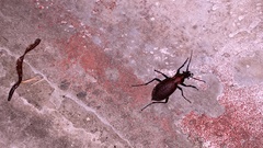 Carabus smaragdinus