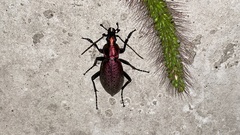 Carabus smaragdinus