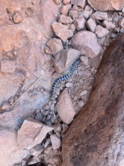Scolopendra morsitans