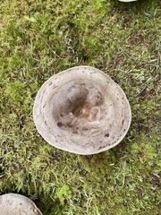 Lactarius glyciosmus