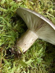 Lactarius glyciosmus