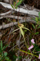 Caladenia orientalis