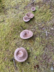 Lactarius glyciosmus