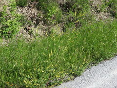 Melilotus altissimus