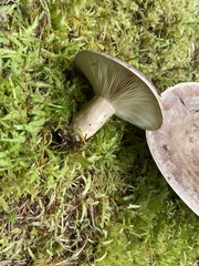 Lactarius glyciosmus