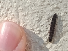 Nyctophila reichii