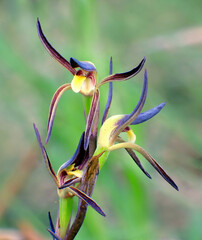 Lyperanthus suaveolens