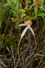 Caladenia orientalis