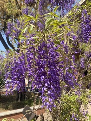 Bolusanthus speciosus