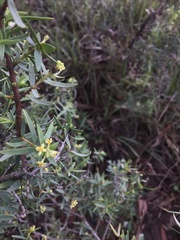 Pimelea hewardiana