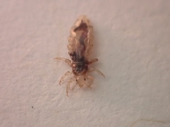 Pediculus humanus