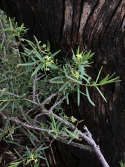 Pimelea hewardiana