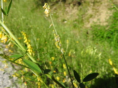 Melilotus altissimus