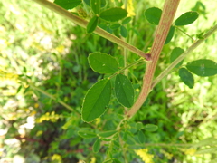 Melilotus altissimus