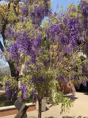 Bolusanthus speciosus