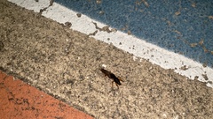 Gryllotalpa orientalis