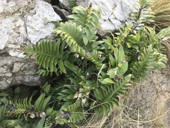 Asplenium obtusatum
