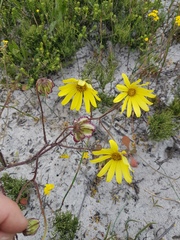 Osteospermum dentatum
