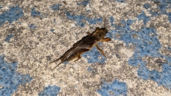 Gryllotalpa orientalis