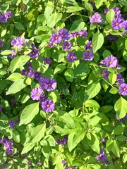 Lycianthes rantonnetii