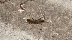 Gryllotalpa orientalis