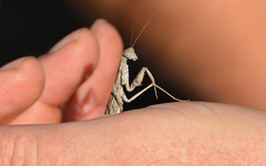 Bolivaria brachyptera