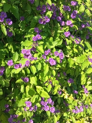 Lycianthes rantonnetii