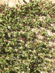 Crassula moschata