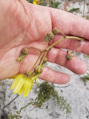 Osteospermum dentatum