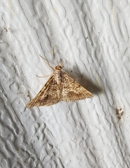 Frederickia s-signata