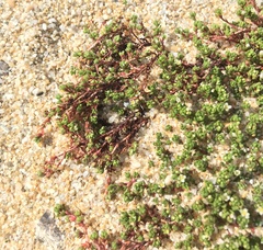 Crassula moschata