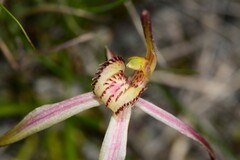 Caladenia orientalis