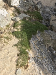 Crassula moschata
