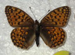 Argynnis niobe