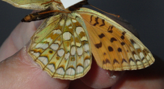 Argynnis niobe