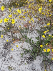 Osteospermum dentatum